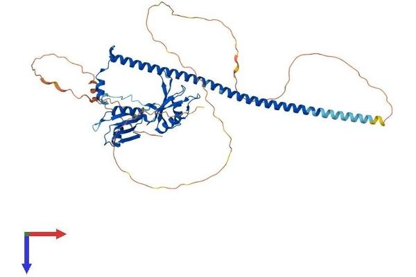 PSPC1 Protein (AA 1-523) (His tag)