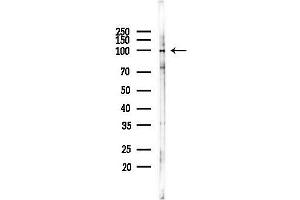 Western blot analysis of lysates from RAW264.