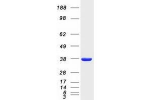 Validation with Western Blot (BTN3A2 Protein (Myc-DYKDDDDK Tag))