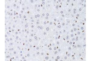Immunohistochemistry of paraffin-embedded mouse liver using LMNB2 Antibody (ABIN5973877) at dilution of 1/100 (40x lens). (Lamin B2 Antikörper)
