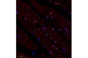 Immunofluorescence of paraffin embedded rat skeletal muscle using BCMA (ABIN7076067) at dilution of 1: 600 (250x lens) (BCMA Antikörper)