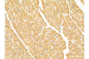 DYNLT1 Mouse Monoclonal Antibody at 1/100 staining rat heart tissue by IHC-P.