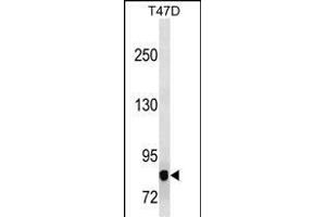 P3K12 Antibody (ABIN1539909 and ABIN2843859) western blot analysis in T47D cell line lysates (35 μg/lane). (MAP3K12 Antikörper  (AA 828-859))