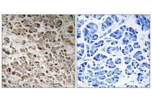 Immunohistochemistry analysis of paraffin-embedded human pancreas tissue using NDUFB1 antibody. (NDUFB1 Antikörper  (N-Term))