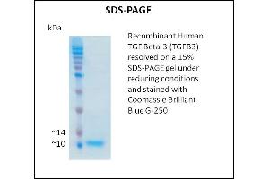 SDS-PAGE (SDS) image for Transforming Growth Factor, beta 3 (TGFB3) (Active) protein (ABIN5508786) (TGFB3 Protein)
