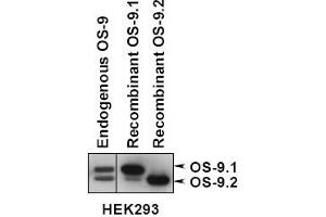 Western blot analysis of OS9 in lysates of 293 cells expressing OS-9. (OS9 Antikörper  (AA 300-400))