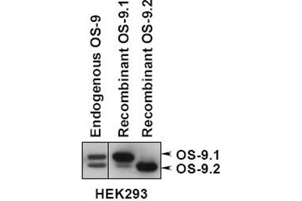 OS9 Antikörper  (AA 300-400)