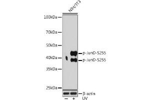 Western blot analysis of extracts of NIH/3T3 cells, using Phospho-JunD-S255 Rabbit mAb (ABIN7268052) at 1:1000 dilution.