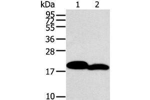 Western Blot analysis of Mouse heart and skin tissue using MYL2 Polyclonal Antibody at dilution of 1:400 (MYL2 Antikörper)