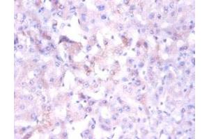 Immunohistochemistry of paraffin-embedded human liver tissue using ABIN7160886 at dilution of 1:100 (NDUFA1 Antikörper  (AA 1-70))