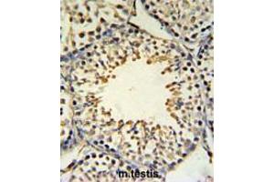 ACBG2 Antibody (Center) IHC analysis in formalin fixed and paraffin embedded mouse testis tissue followed by peroxidase conjugation of the secondary antibody and DAB staining. (ACSBG2 Antikörper  (Middle Region))