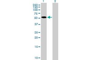 Western Blot analysis of ZNF410 expression in transfected 293T cell line by ZNF410 MaxPab polyclonal antibody. (ZNF410 Antikörper  (AA 1-478))