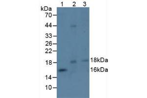 Figure. (EFNA4 Antikörper  (AA 1-206))