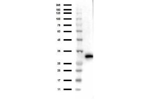 Western Blotting (WB) image for anti-Red Fluorescent Protein (RFP) antibody (ABIN129578)