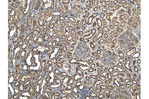 (ABIN335135) (7 μg/mL) staining of paraffin embedded Human Kidney.