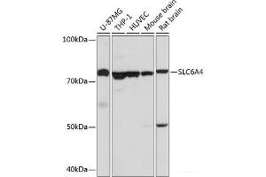 Western blot analysis of extracts of various cell lines using SLC6A4 Polyclonal Antibody at dilution of 1:1000. (SLC6A4 Antikörper)