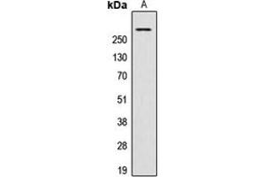 Western blot analysis of AKAP13 expression in HeLa (A) whole cell lysates. (AKAP13 Antikörper  (Center))