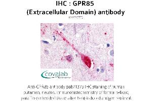 Image no. 1 for anti-G Protein-Coupled Receptor 85 (GPR85) (2nd Extracellular Domain) antibody (ABIN1735182)