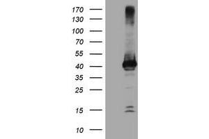 Image no. 1 for anti-Crystallin, Zeta, Homolog antibody (ABIN1497655) (CRYZL1 Antikörper)
