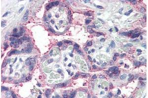 Human Placenta (formalin-fixed, paraffin-embedded) stained with NOTCH3 antibody ABIN337107 at 5 ug/ml followed by biotinylated anti-goat IgG secondary antibody ABIN481715, alkaline phosphatase-streptavidin and chromogen. (NOTCH3 Antikörper  (AA 2306-2318))