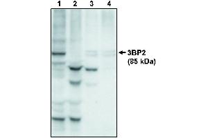 Western blot analysis using anti-3BP2 at 10 µg/ml on recombinant full lenth 3BP2 protein (1), 3BP2 protein minus the PH domain (2), 3BP2 protein minus the PR domain (3) and 3BP2 protein minus the SH2 domain (4). (SH3BP2 Antikörper)