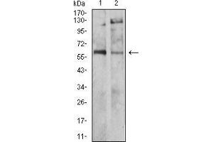 Western blot analysis using TH mouse mAb against SH-SY5Y (1) and PC-12 (2) cell lysate. (TH Antikörper  (AA 44-208))