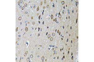 Immunohistochemistry of paraffin-embedded rat brain using PTPRE antibody. (PTPRE Antikörper  (AA 20-200))