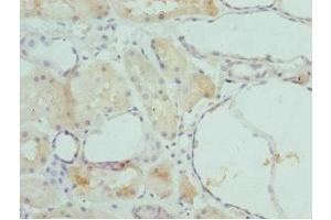 Immunohistochemistry of paraffin-embedded human kidney tissue using ABIN7153202 at dilution of 1:100 (FBP1 Antikörper  (AA 1-338))