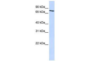 Western Blotting (WB) image for anti-Solute Carrier Organic Anion Transporter Family, Member 2B1 (SLCO2B1) (N-Term) antibody (ABIN635293)