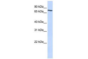 SLCO2B1 antibody used at 1 ug/ml to detect target protein. (SLCO2B1 Antikörper  (N-Term))