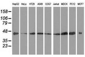Image no. 7 for anti-DnaJ (Hsp40) Homolog, Subfamily A, Member 2 (DNAJA2) antibody (ABIN1497859) (DNAJA2 Antikörper)