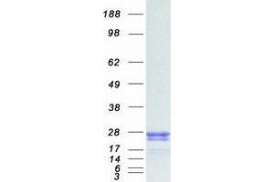 Validation with Western Blot (RAC1 Protein (Myc-DYKDDDDK Tag))