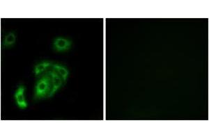 Immunofluorescence analysis of A549 cells, using CNTN5 Antibody.