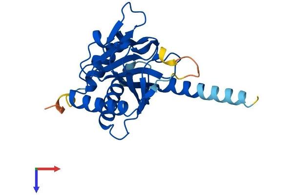 EGLN3 Protein (AA 1-239) (His tag)