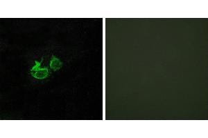 Peptide - +Western blot analysis of extracts from LOVO cells, using GHRHR antibody. (GHRHR Antikörper  (Internal Region))