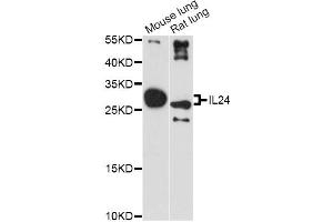 Western blot analysis of extracts of various cell lines, using IL24 antibody (ABIN1875418) at 1:3000 dilution. (IL-24 Antikörper)