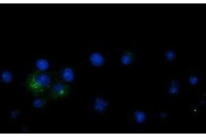 Anti-LGR5 mouse monoclonal antibody (ABIN2454608) immunofluorescent staining of COS7 cells transiently transfected by pCMV6-ENTRY LGR5 (RC212825). (LGR5 Antikörper  (AA 250-550))