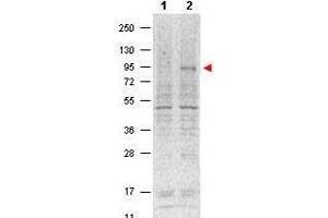 Western blot using  Protein A purified Mouse Monoclonal anti-Stat5 pY694 antibody shows detection of phosphorylated Stat5 (indicated by arrowhead at ~91 kDa) in NK92 cells after 30 min treatment with 1Ku of IL-2 (lane 2). (STAT5A Antikörper  (Internal Region, pTyr694))