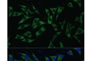 Immunofluorescence analysis of L929 cells using Polyclonal AntibodyPC1 Polyclonal Antibody at dilution of 1:100 (40x lens). (PC1 Antikörper)