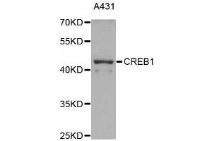 Western blot analysis of extracts of A-431 cells, using CREB1 antibody (ABIN4903374) at 1:1000 dilution. (CREB1 Antikörper)