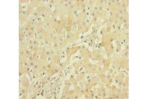 Immunohistochemistry of paraffin-embedded human liver tissue using ABIN7168904 at dilution of 1:100 (PRSS23 Antikörper  (AA 20-383))