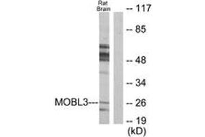 Western Blotting (WB) image for anti-MOB Family Member 4, Phocein (MOBKL3) (AA 1-50) antibody (ABIN2889824) (MOBKL3 Antikörper  (AA 1-50))