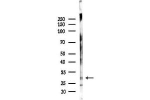 anti-Coiled-Coil Domain Containing 90B (CCDC90B) antibody