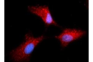 Immunofluorescence (IF) image for anti-Complexin 1 (CPLX1) (AA 1-134) antibody (APC) (ABIN5565317) (Complexin 1 Antikörper  (AA 1-134) (APC))