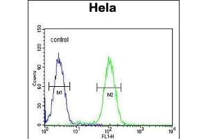 HRASLS3 Antibody (C-term) (ABIN651933 and ABIN2840461) flow cytometric analysis of Hela cells (right histogram) compared to a negative control cell (left histogram). (PLA2G16 Antikörper  (C-Term))