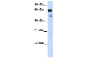 Western Blotting (WB) image for anti-Zinc Finger Protein 490 (ZNF490) antibody (ABIN2458398) (ZNF490 Antikörper)