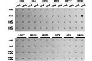 Dot-blot analysis of all sorts of methylation peptides using H3R26me1 antibody. (Histone 3 Antikörper  (H3R26me))