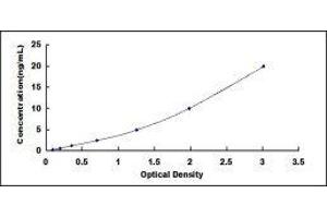 ELISA image for Cystatin A (Stefin A) (CSTA) ELISA Kit (ABIN414665)