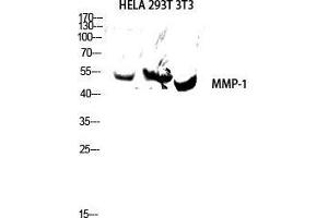 Western Blot (WB) analysis of HeLa 293T 3T3 lysis using MMP-1 antibody.