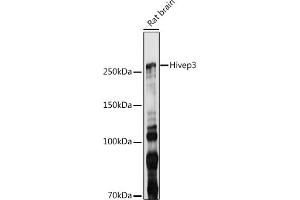 Western blot analysis of extracts of Rat brain, using Hivep3 antibody (ABIN7267792) at 1:1000 dilution. (Human Immunodeficiency Virus Type I Enhancer Binding Protein 3 (HIVEP3) Antikörper)